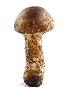 松茸價(jià)值革命，打造高端文化禮品